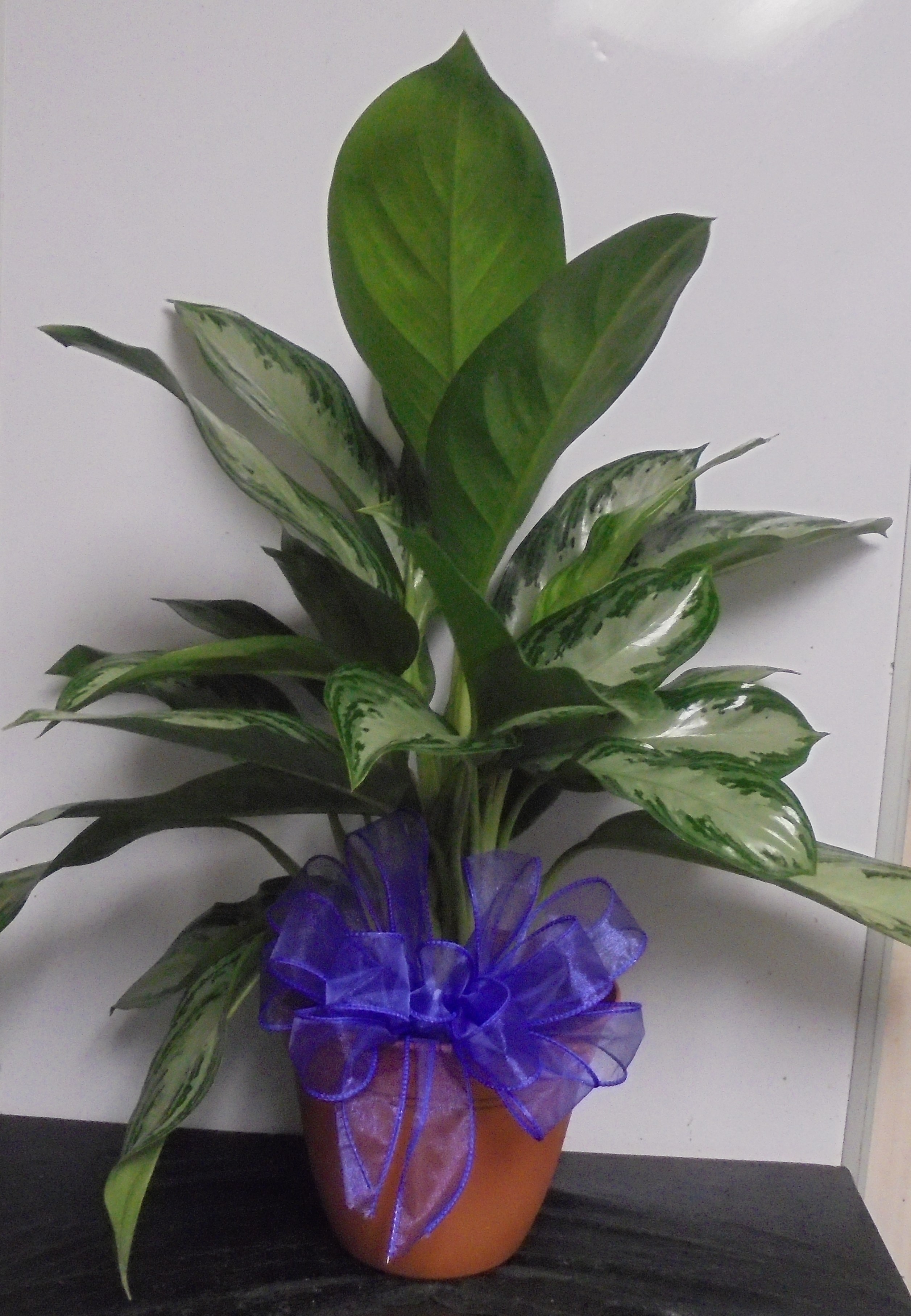 (18)  Chinese Evergreen Plant
$50.00