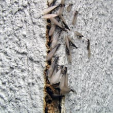 Swarmer Termites