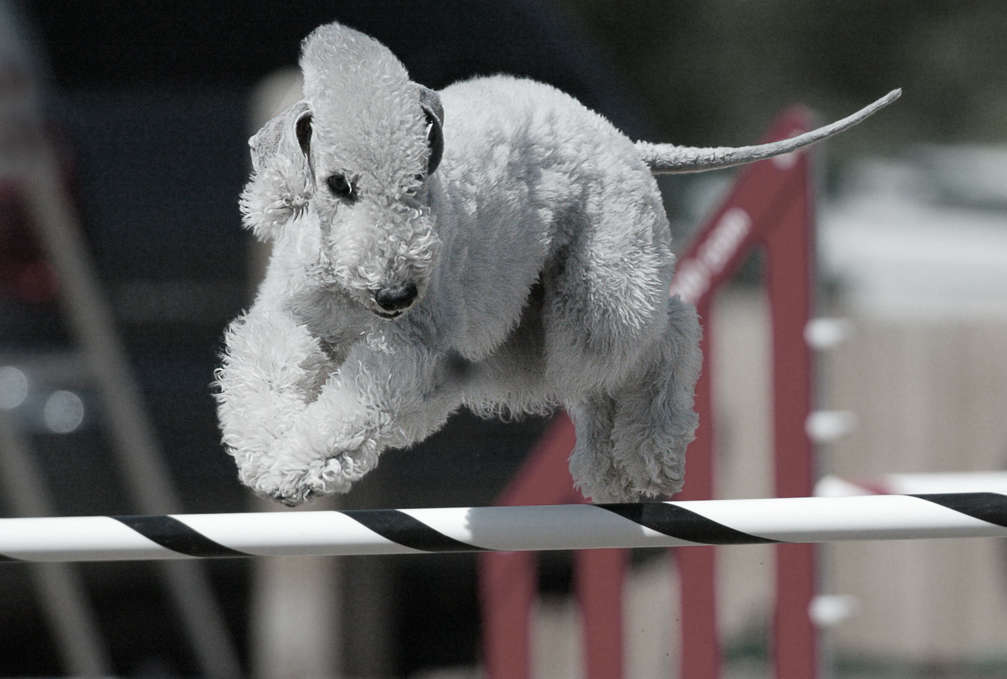 Bedlington Terrier
having fun jumping a pole
on an Agility course