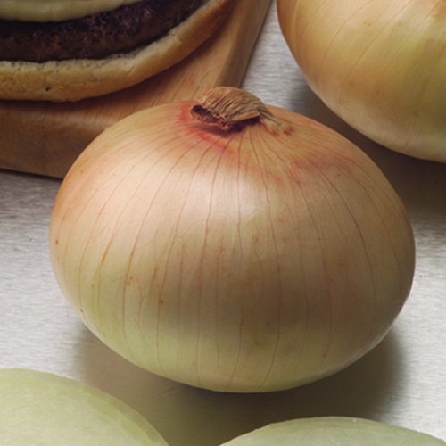 Onion Century Onion Century