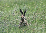 Hare in the long grass.