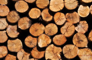Trunks of Conifer and Beech Trunks of Conifer and Beech