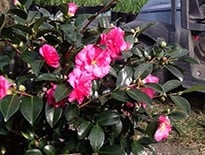 ShiShi Gashira Camellia