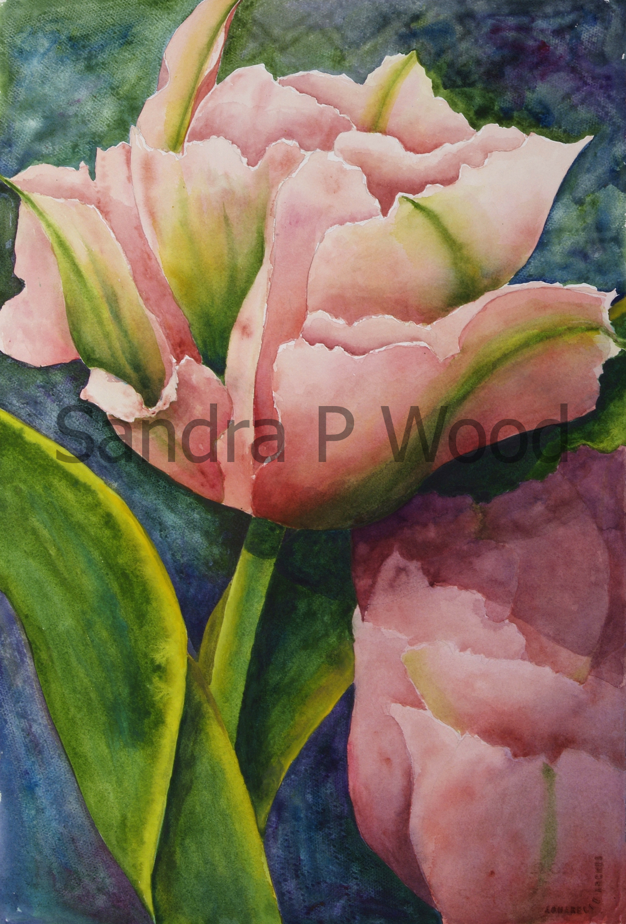 PINK TULIP 1
(watercolor)
Sold

