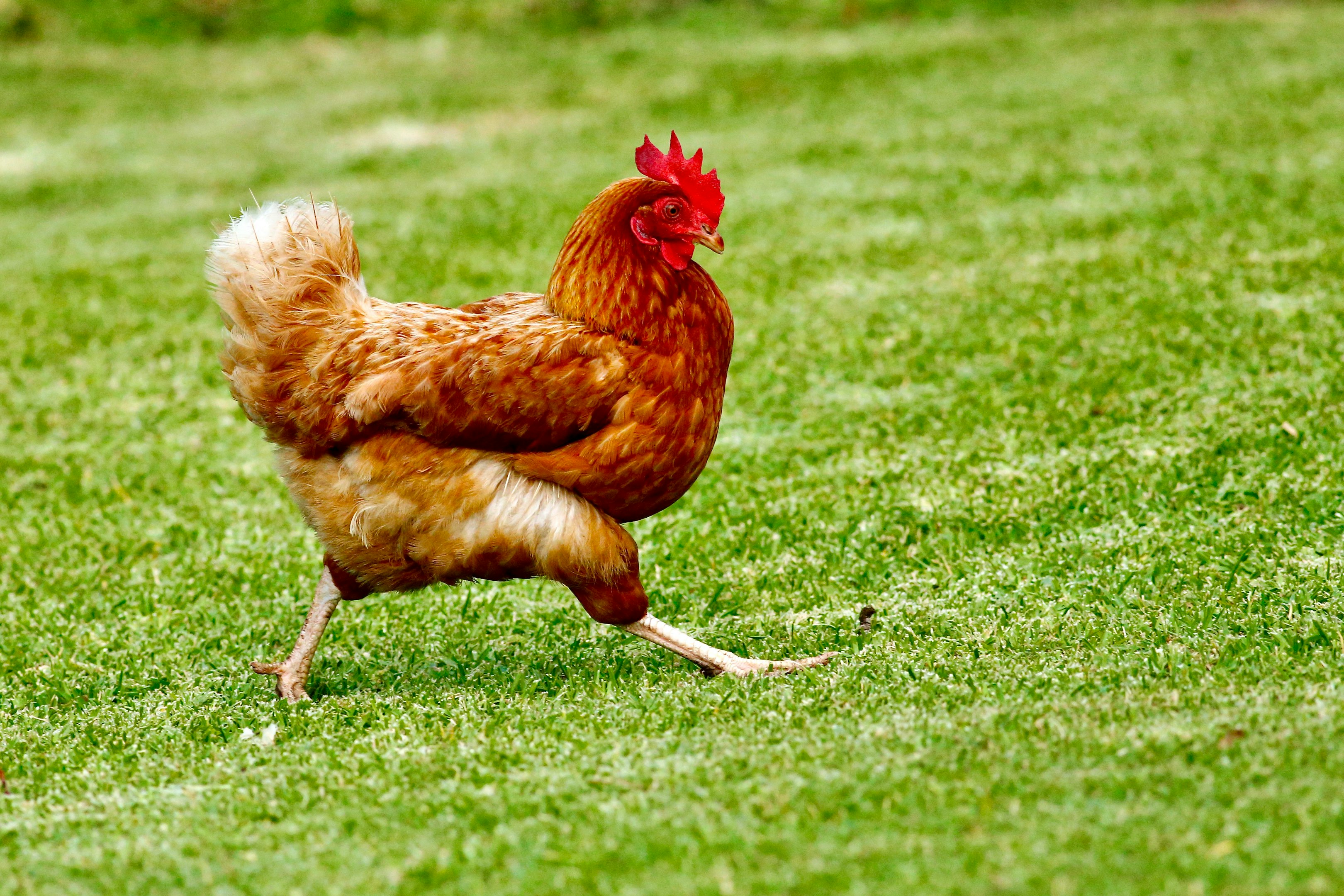 gallina marrón en campo de hierba verde durante el día