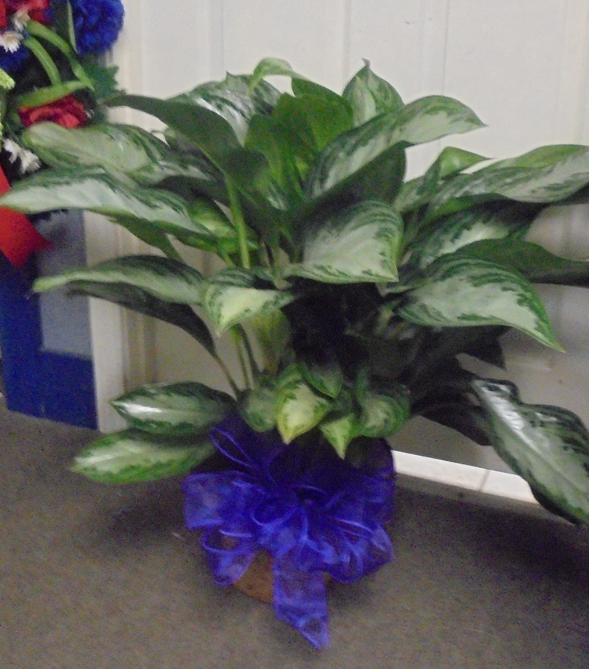 (22) "Chinese Evergreen" Plant
$75.00