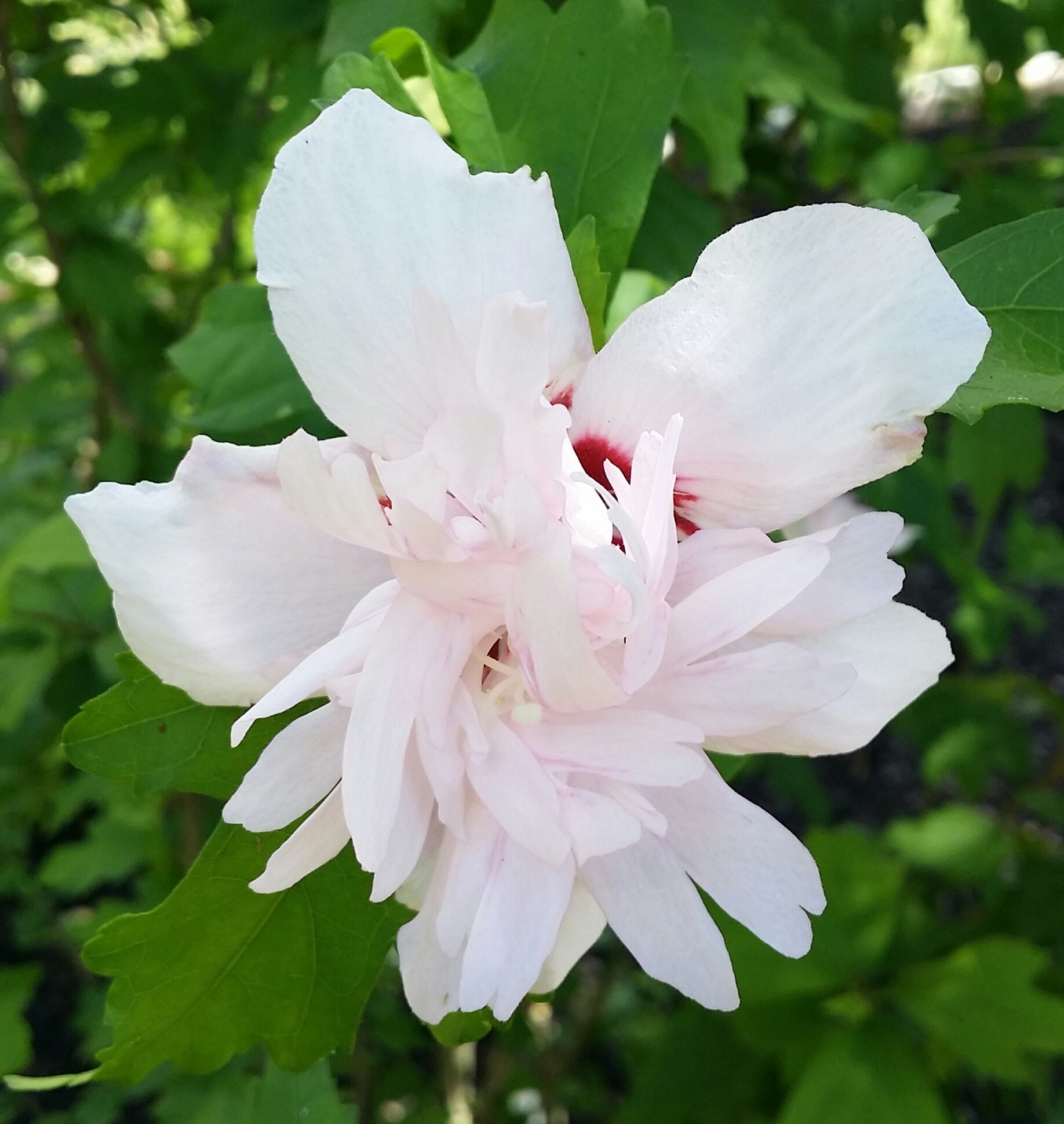 White With Pink Center Double Rose of Sharon