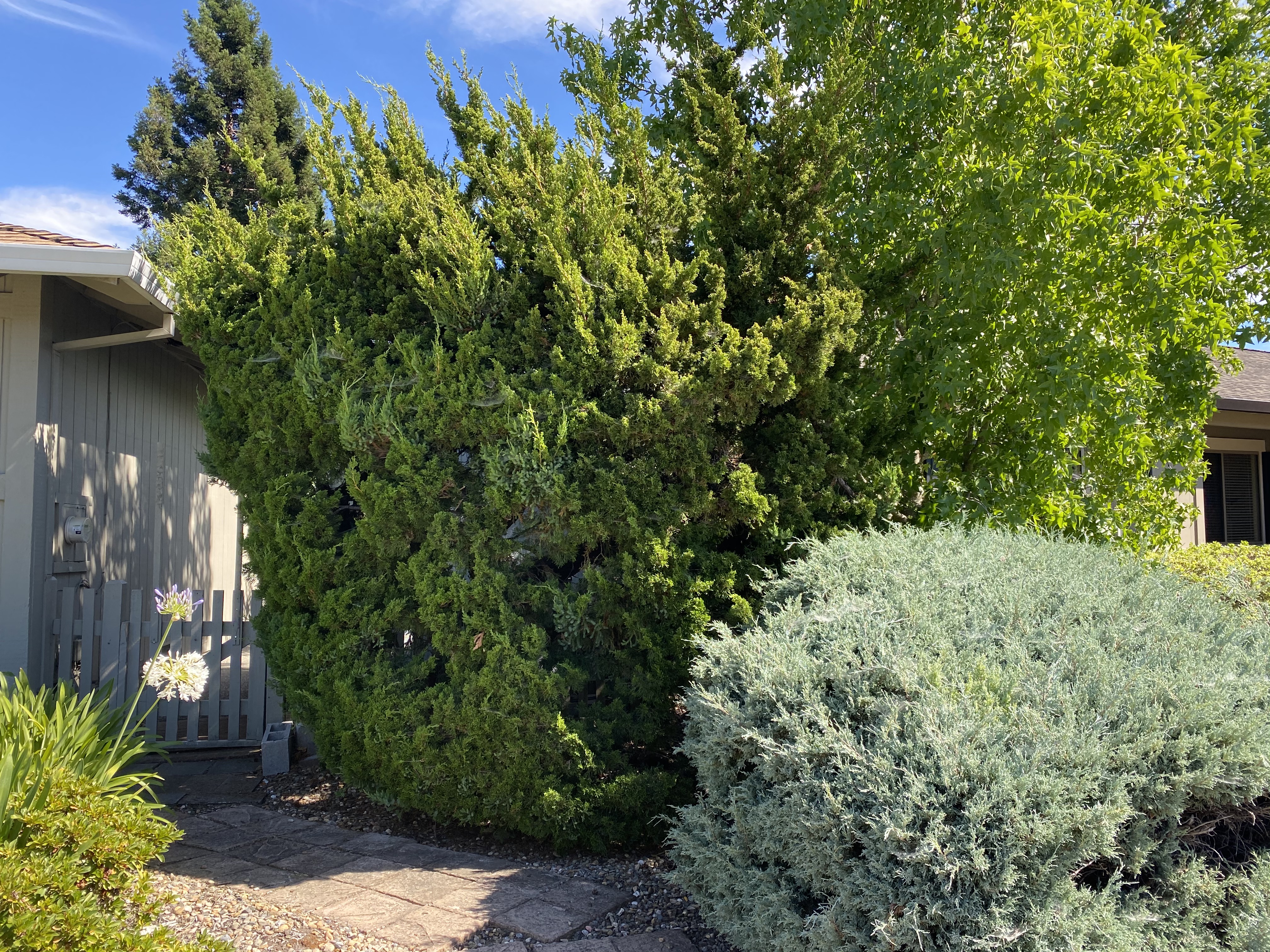 Before - Junipers to be removed for firesafe landscaping near the houses.
