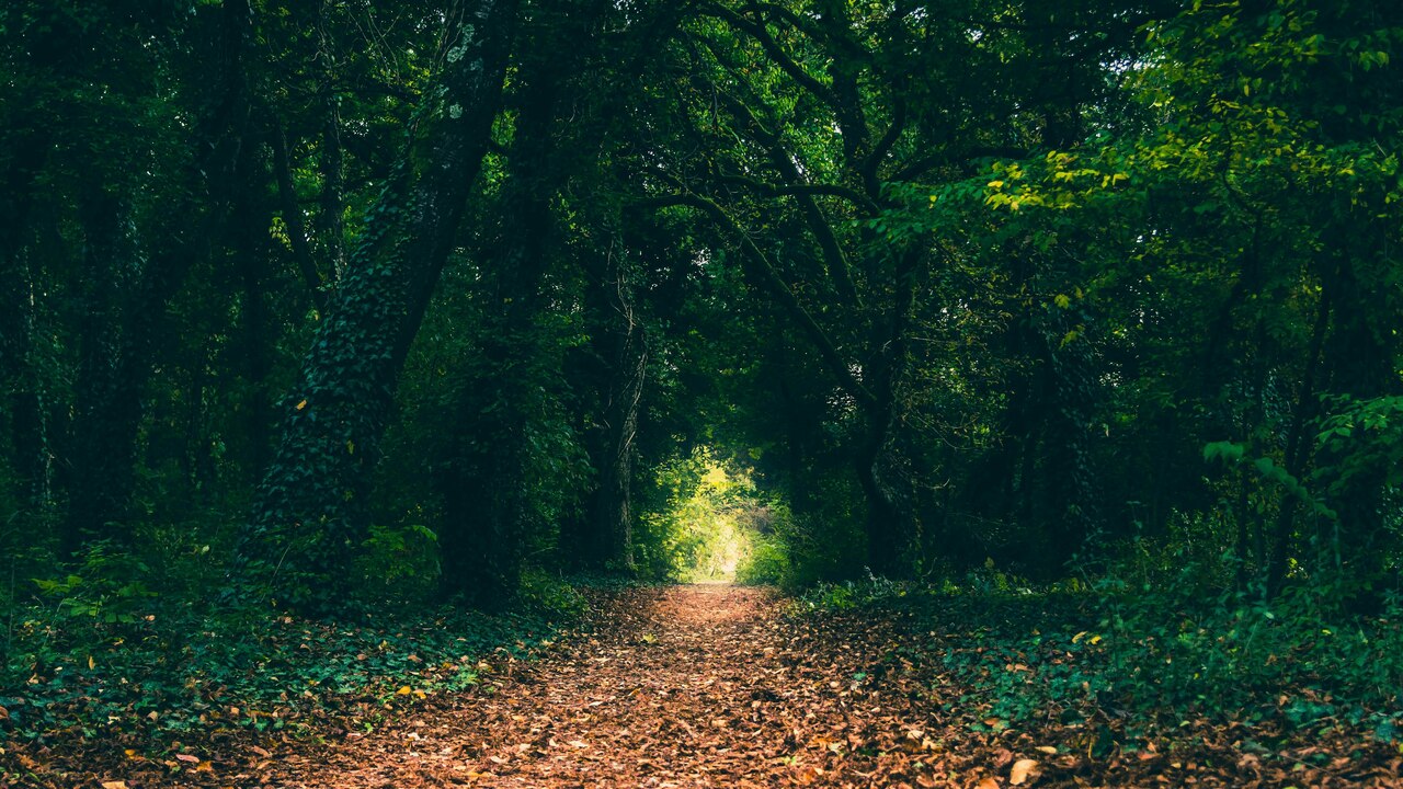green trees during daytime