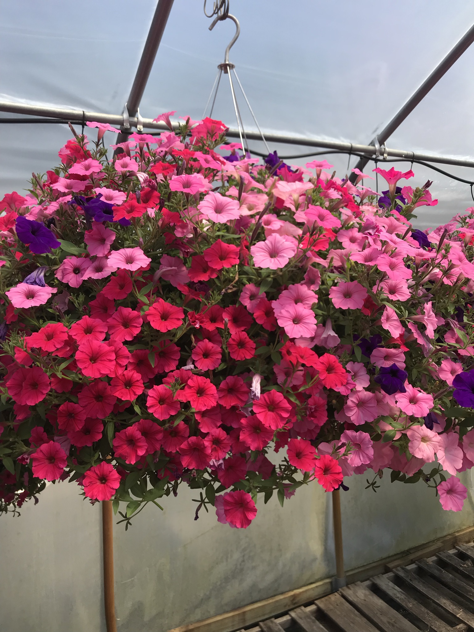 Discover The Best Amish Greenhouses In St. Charles, Mn - qwmaaqu
