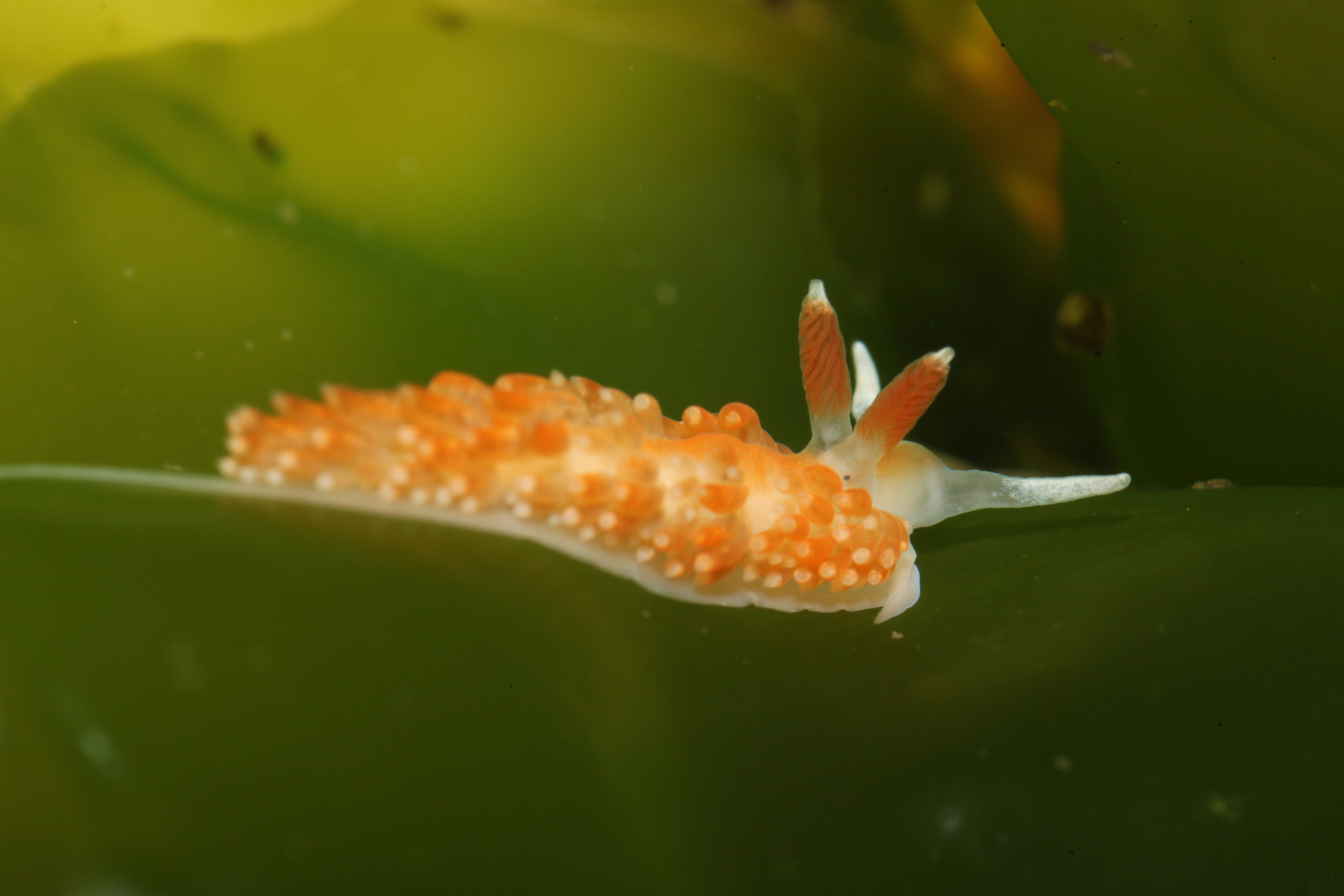 Olive's Aeolid (Anteaeolidiella oliviae)