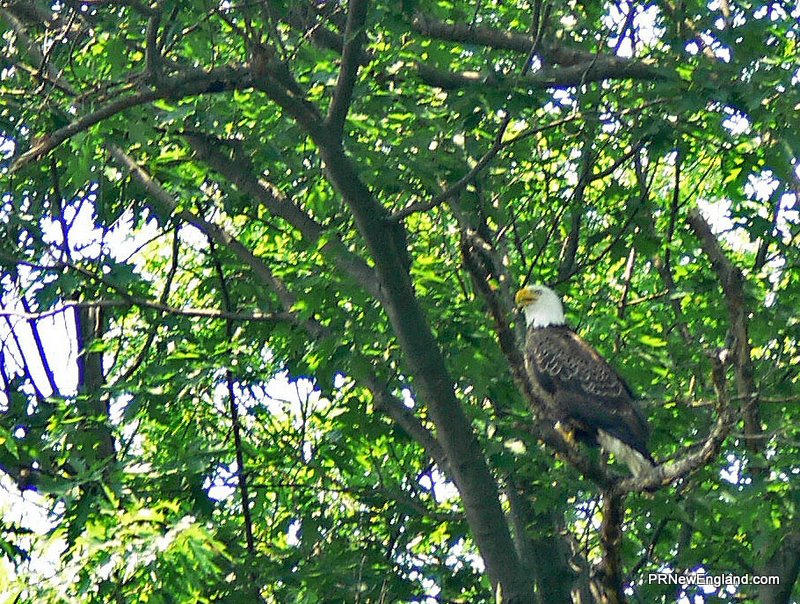 Bald Eagle
