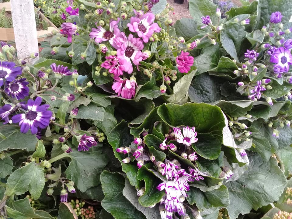 Cineraria