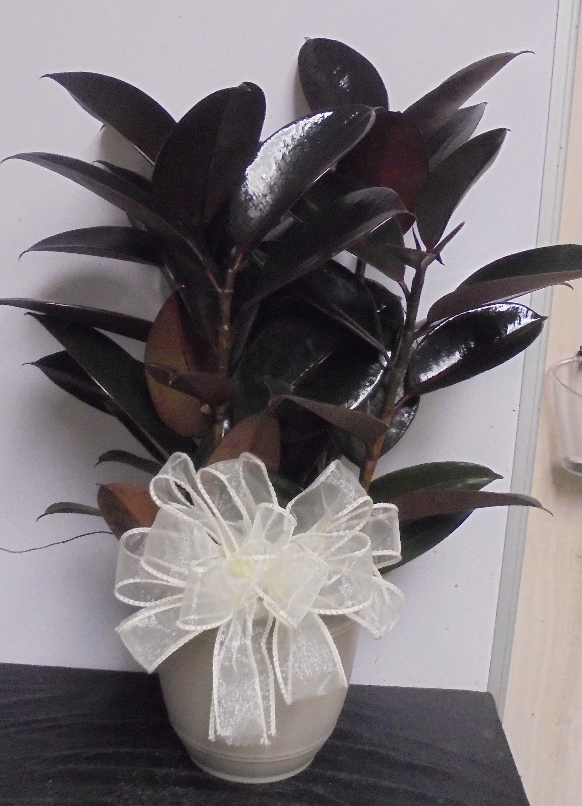 (4)  Rubber Plant
$40.00
