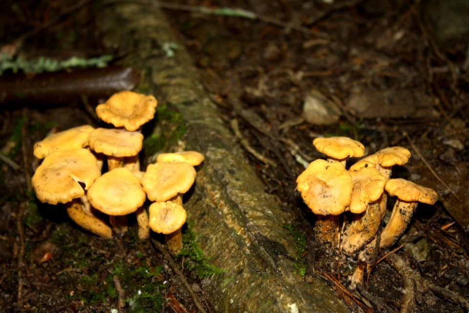 https://0201.nccdn.net/1_2/000/000/0af/479/Fungi---5--960x640.jpg