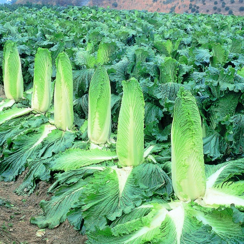 Chinese Cabbage Monument Chinese Cabbage Monument