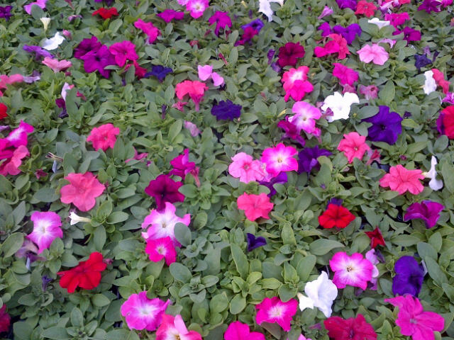 Petunias