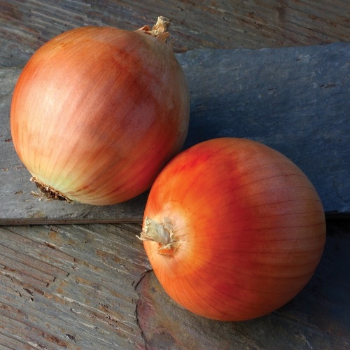 Onion Lasso Onion Lasso
