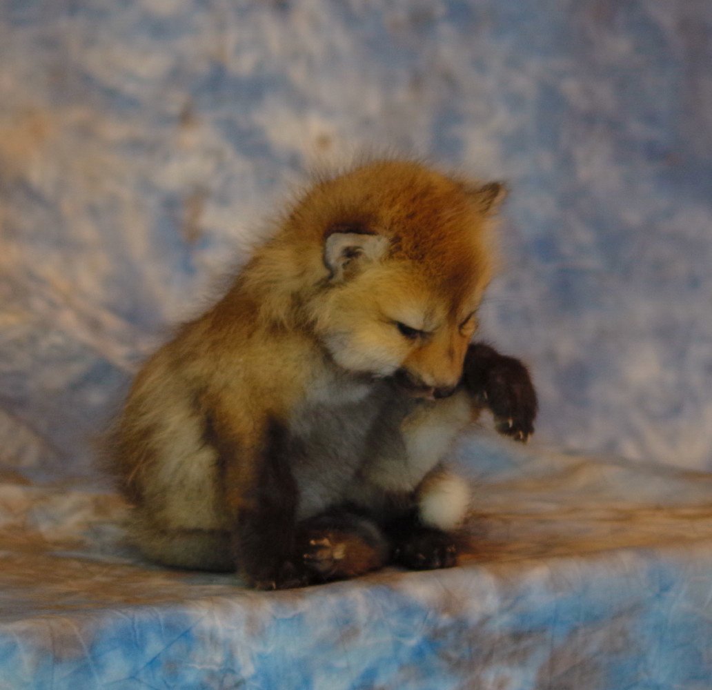 fox-baby