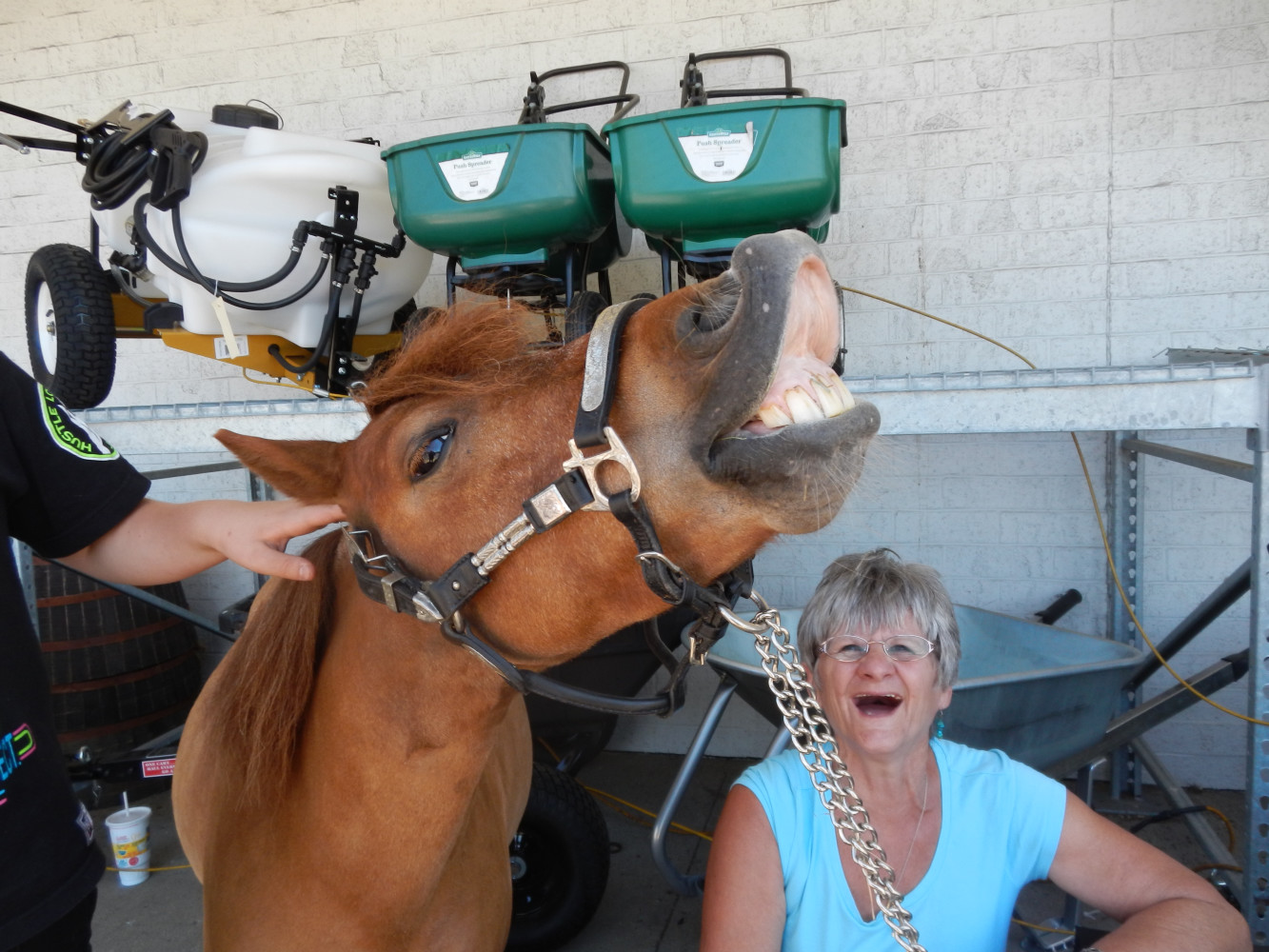 Clyde hamming it up at Tractor Supply in Follansbee, West Virginia.