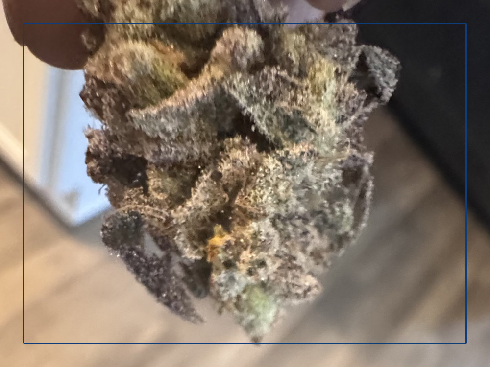 A hand holding a marijuanna plant