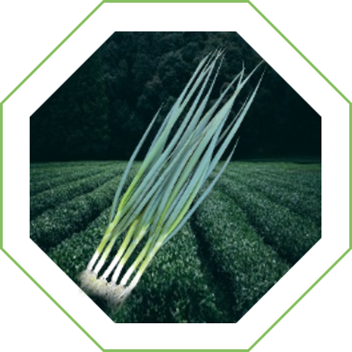 Cebollín Concepción