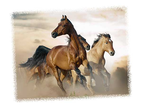 Agroindustria Lomo S.A. de C.V. - cría y venta de caballos