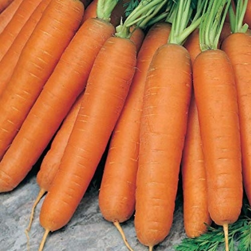 Carrot Scarlet Nantes Carrot Scarlet Nantes