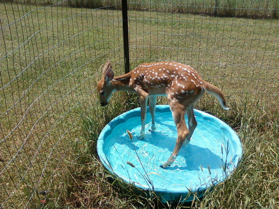 Rosey enjoying the water
