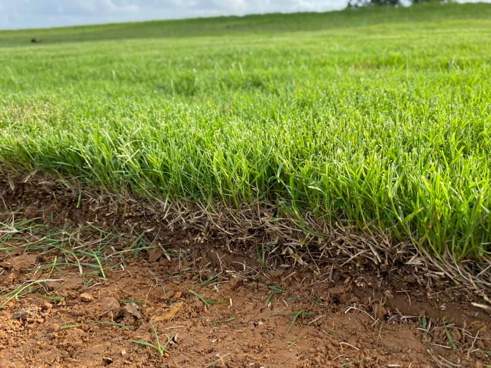 Expansive green field with irrigation wheels and distant trees under a clear sky. Expansive green field with irrigation wheels and distant trees under a clear sky.