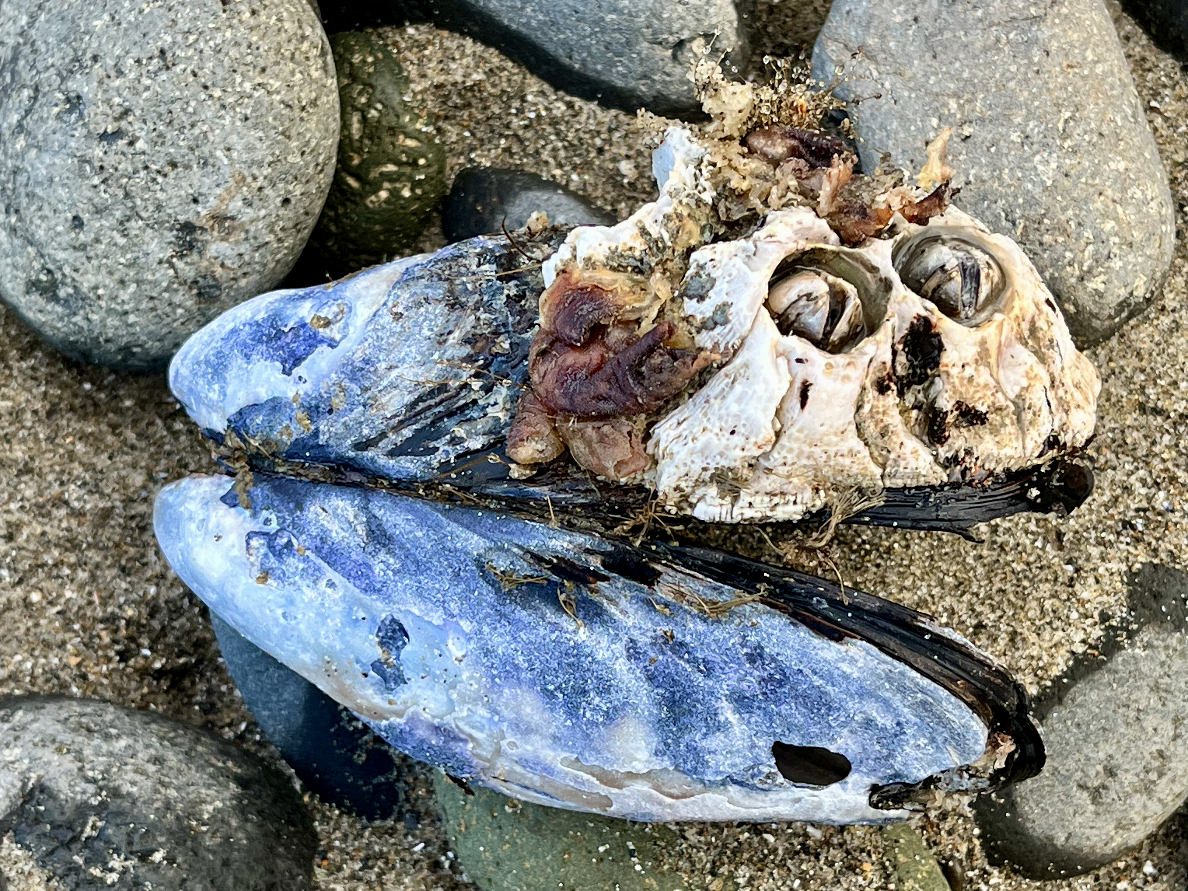 "Hey ya Salty Sea Dawg! Ya wanna know why a Mussel never shares their beauty tips? Because they're so shellfish!"