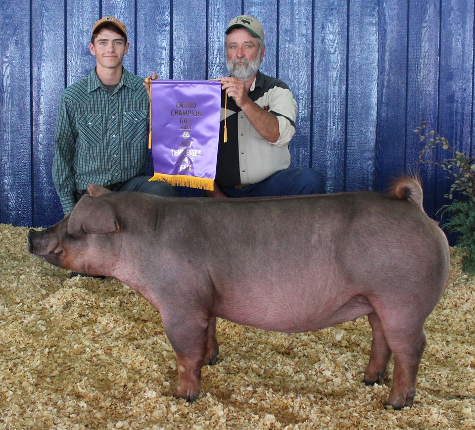 Gill Derryberrry
2017 Tennessee State Fair
Champion Duroc Gilt