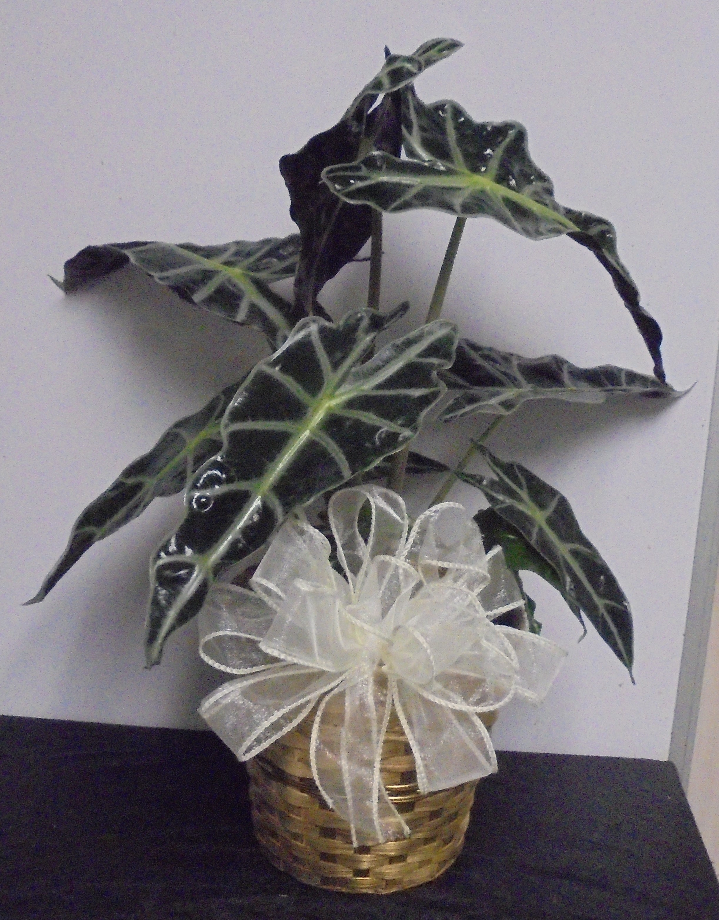 (5B) Alocasia Plant
$35.00
