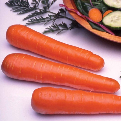 Carrot Ingot F1