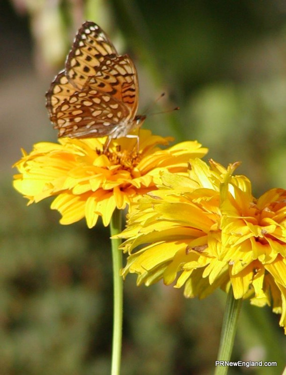 Butterfly on Yellow 1