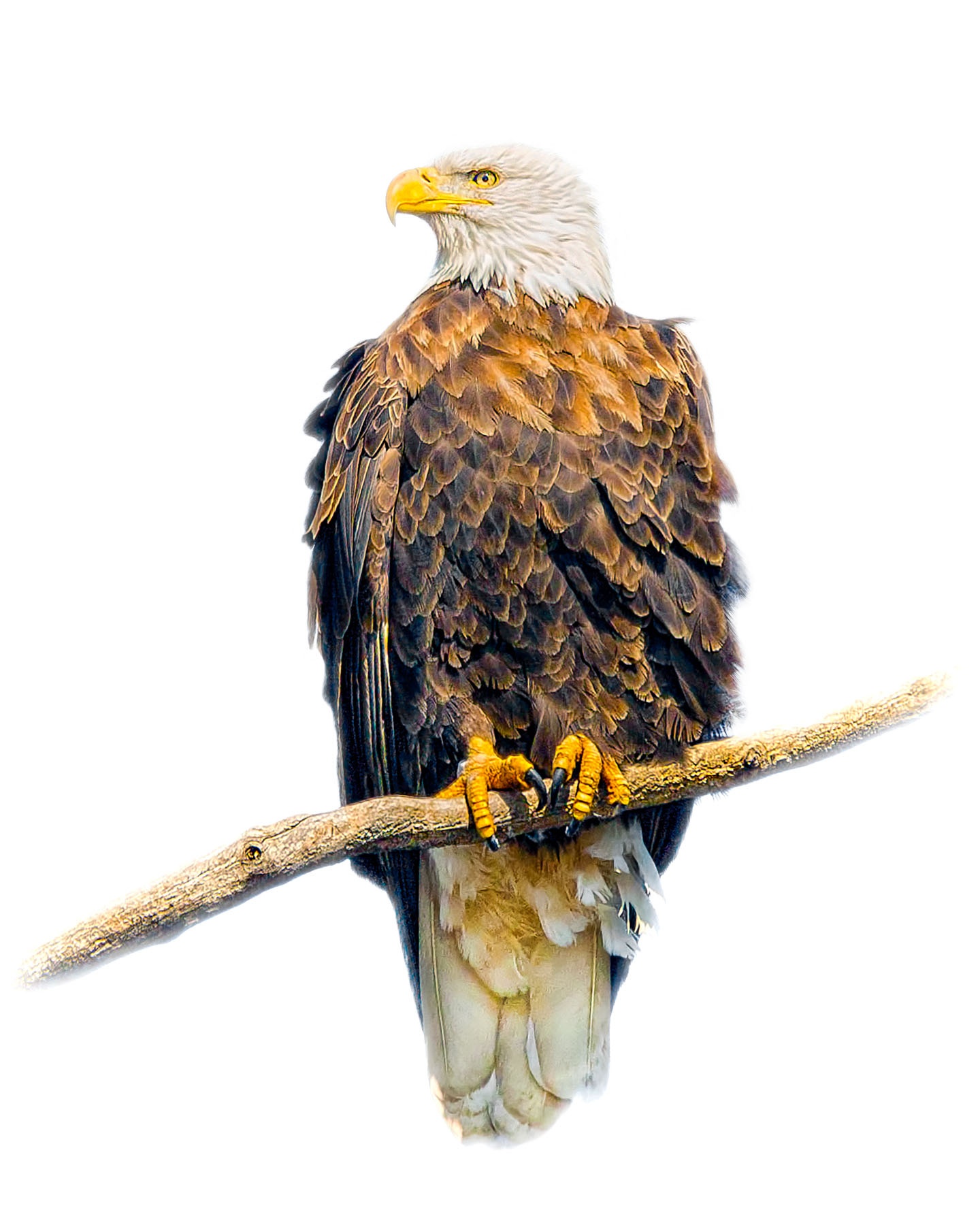 American Bald Eagle 1