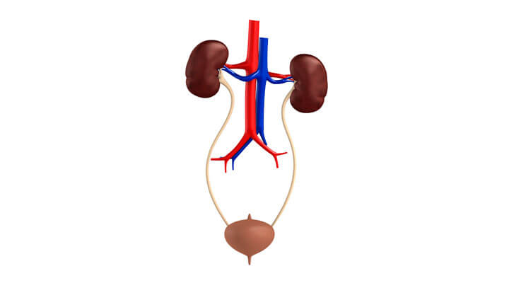 Dr. Mota, Urólogo - INFERTILIDAD MASCULINA