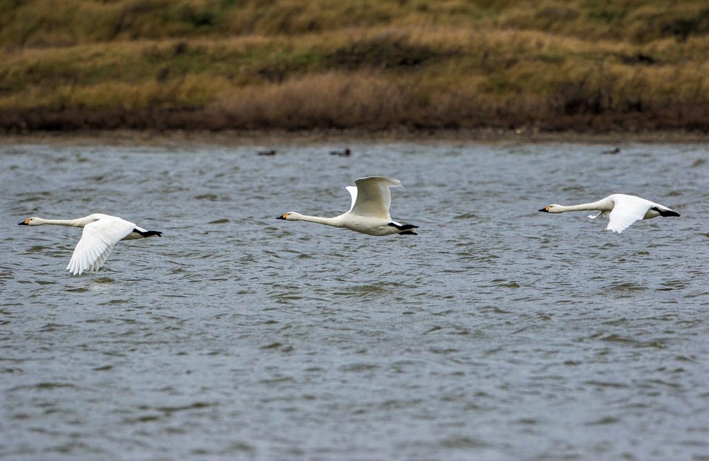 Bewick's Swans Flying
