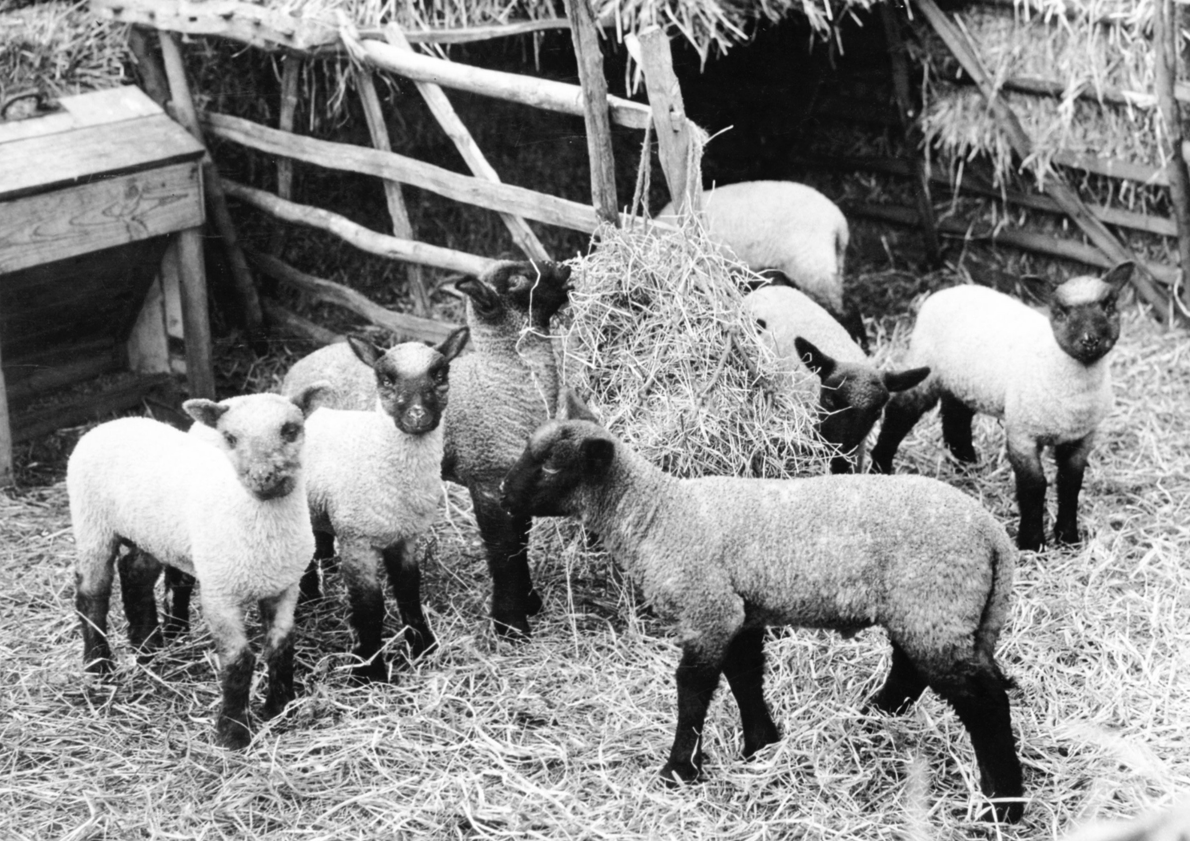 Suffolk lambs at Lackford in 1958