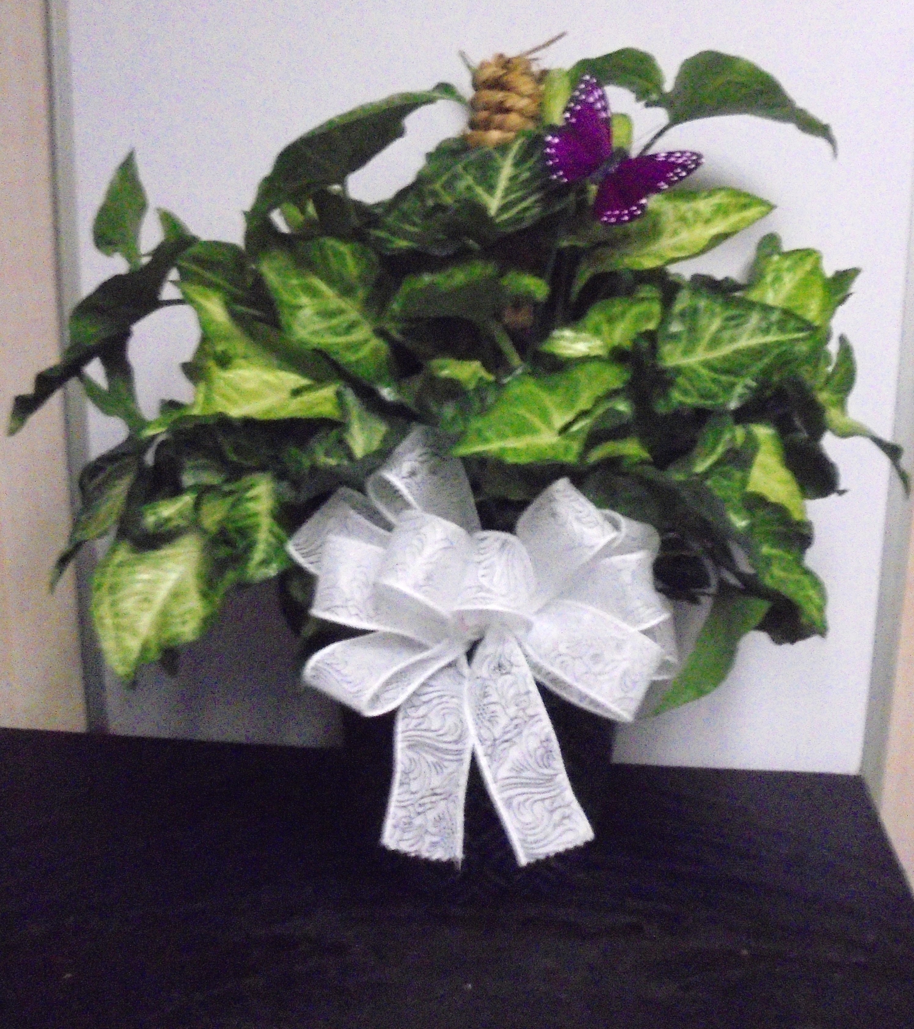(12) "Nephthytis" Butterfly Pole Plant
$45.00