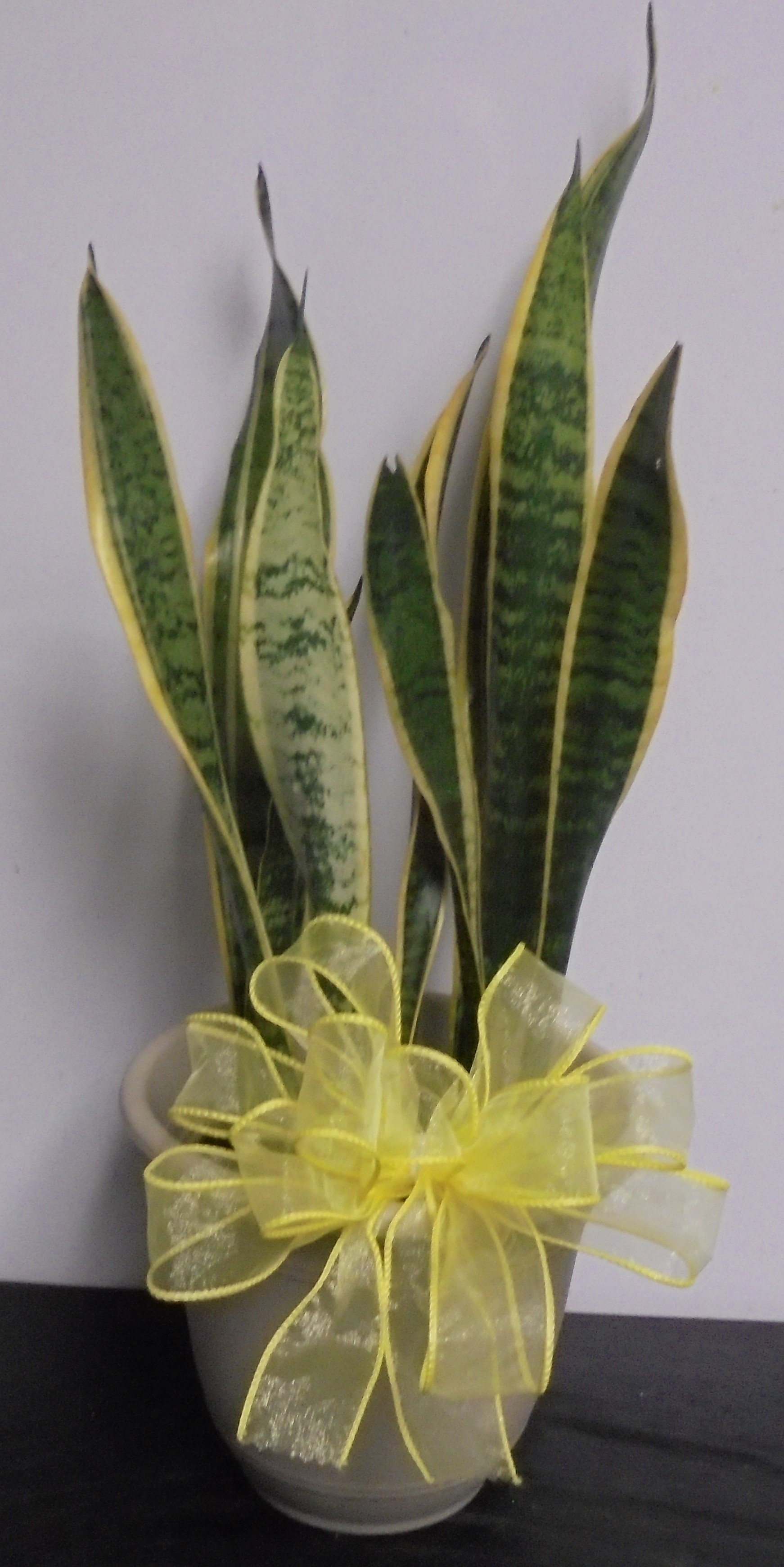 (7) Sansevieria "Snake Plant"
$35.00