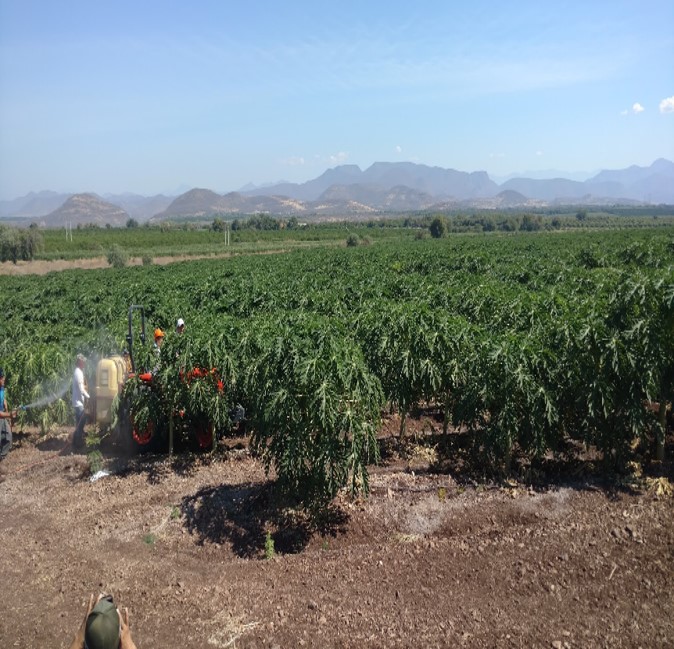 Observaciones y seguimiento al tratamiento de la planta