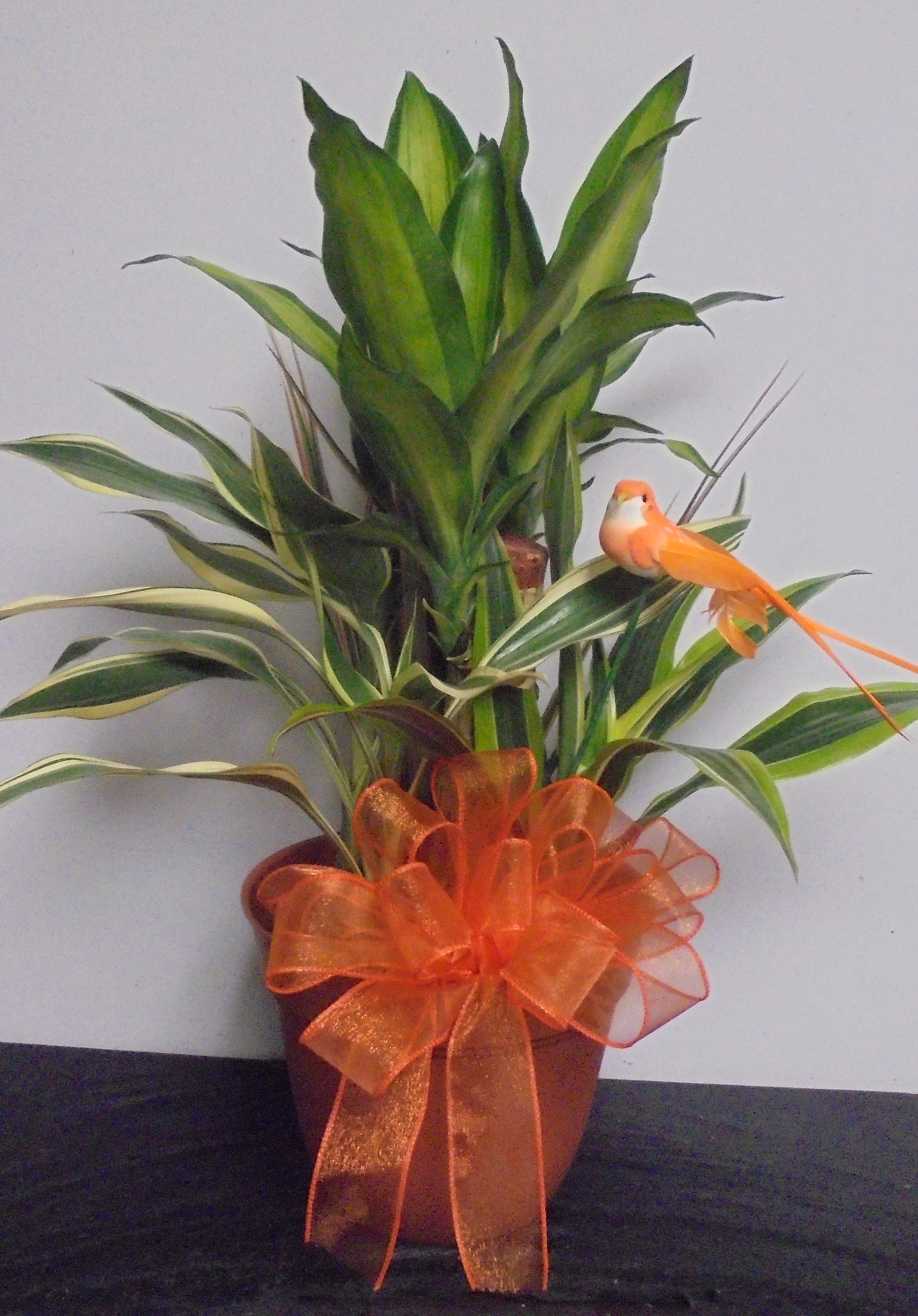 (15A)  Combo Plant
W/ Bird
$45.00