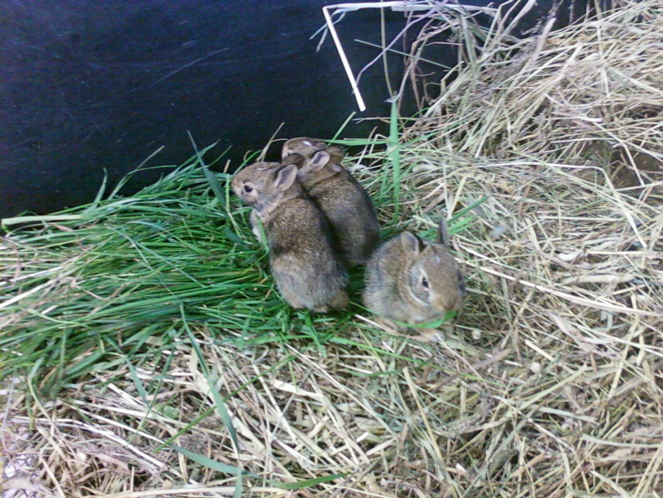 cottontails