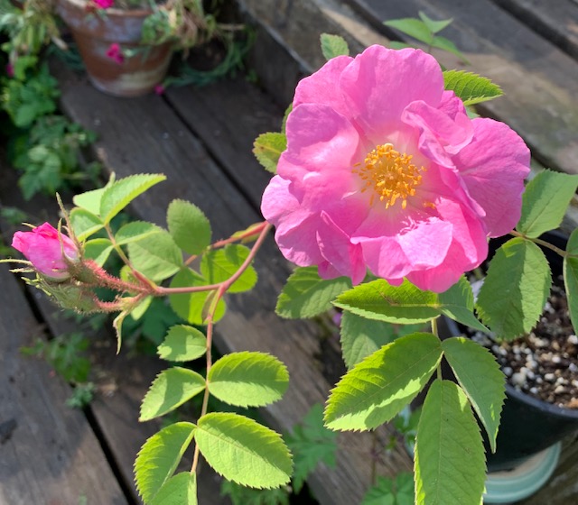 From Elizabeth, on June 4, 2022:  Rose pomifera 'Duplex' 'Wolley Dodd' - a cutting I took from Brenda's garden last year.