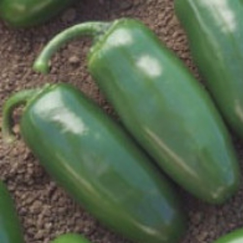 Hot Pepper Chichimeca Hot Pepper Chichimeca