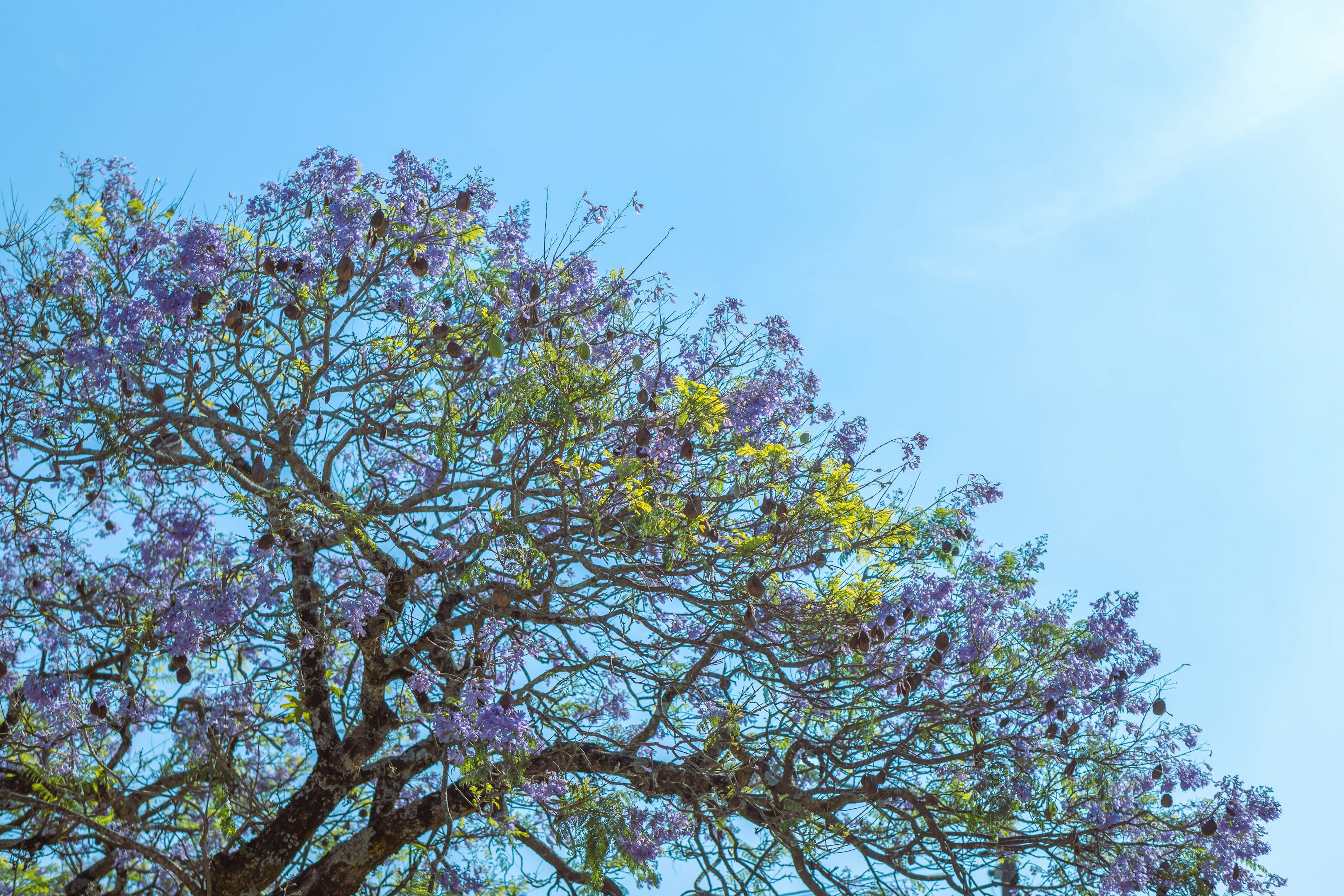 un árbol con flores moradas en primer plano y un cielo azul al fondo
