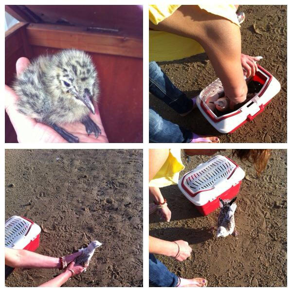 Releasing a seagull after we raised it at the shelter from a chick. And yes I did get a bite on the toe as a thank you gift.