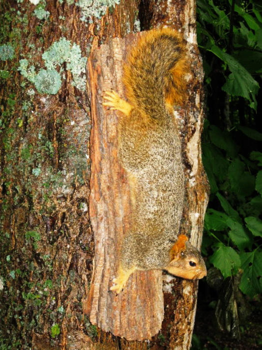 fox squirrel climbing down n bark slab base
