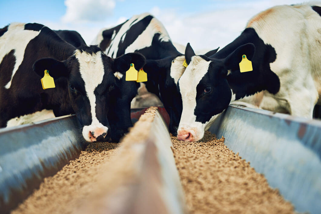 Ganadera de Apatzingán - Asesoría para el Trámite de Guías de Tránsito